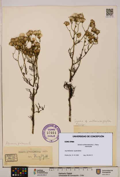 Senecio anthemidiphyllus [Espécimen: UDEC:CONC:0057664]