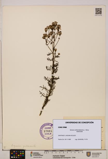 Senecio anthemidiphyllus [Espécimen: UDEC:CONC:0057665]