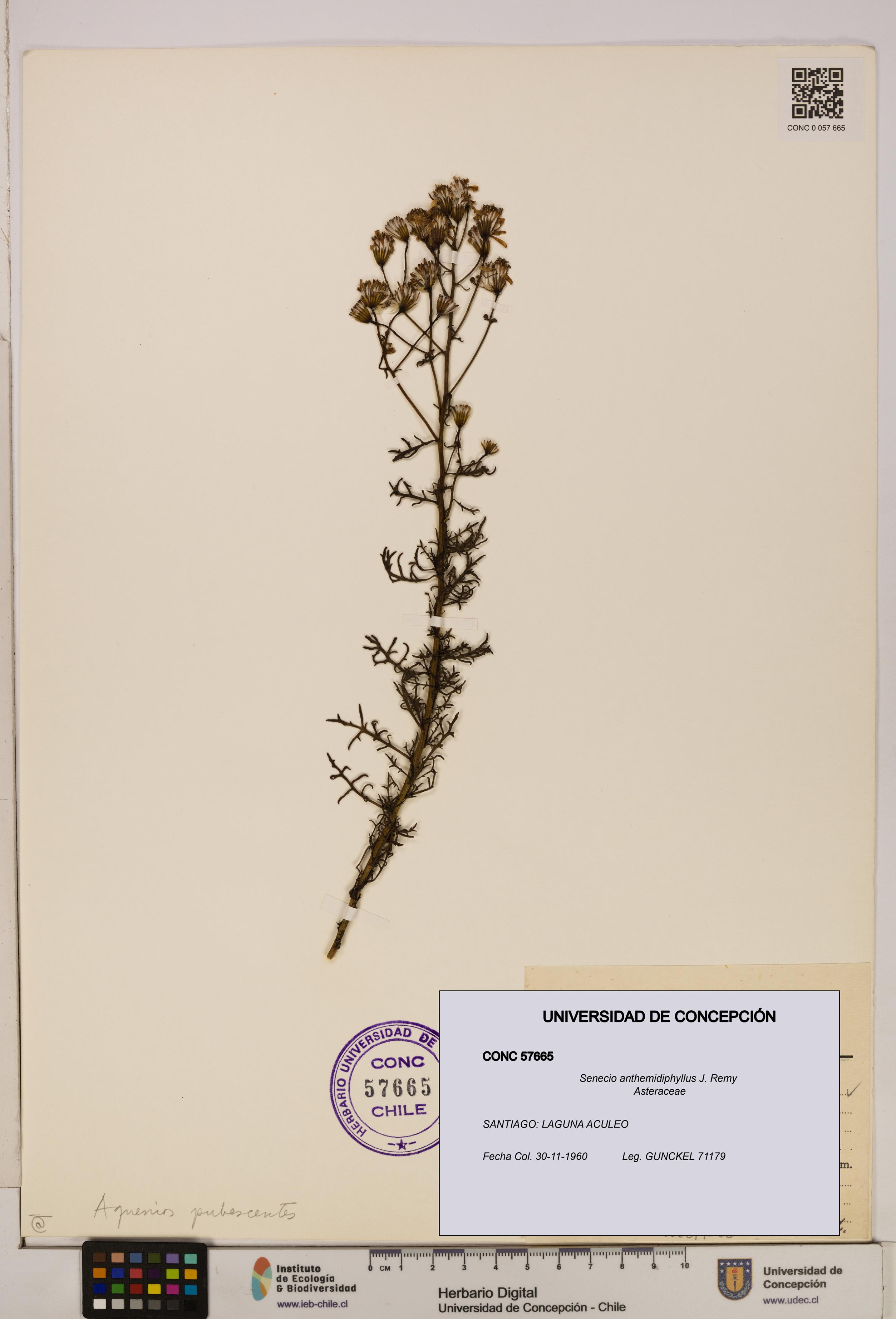 Senecio anthemidiphyllus [Espécimen: UDEC:CONC:0057665]