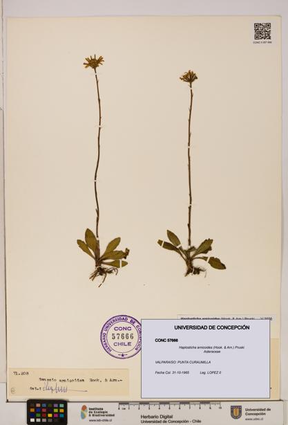 Haplosticha arnicoides [Espécimen: UDEC:CONC:0057666]