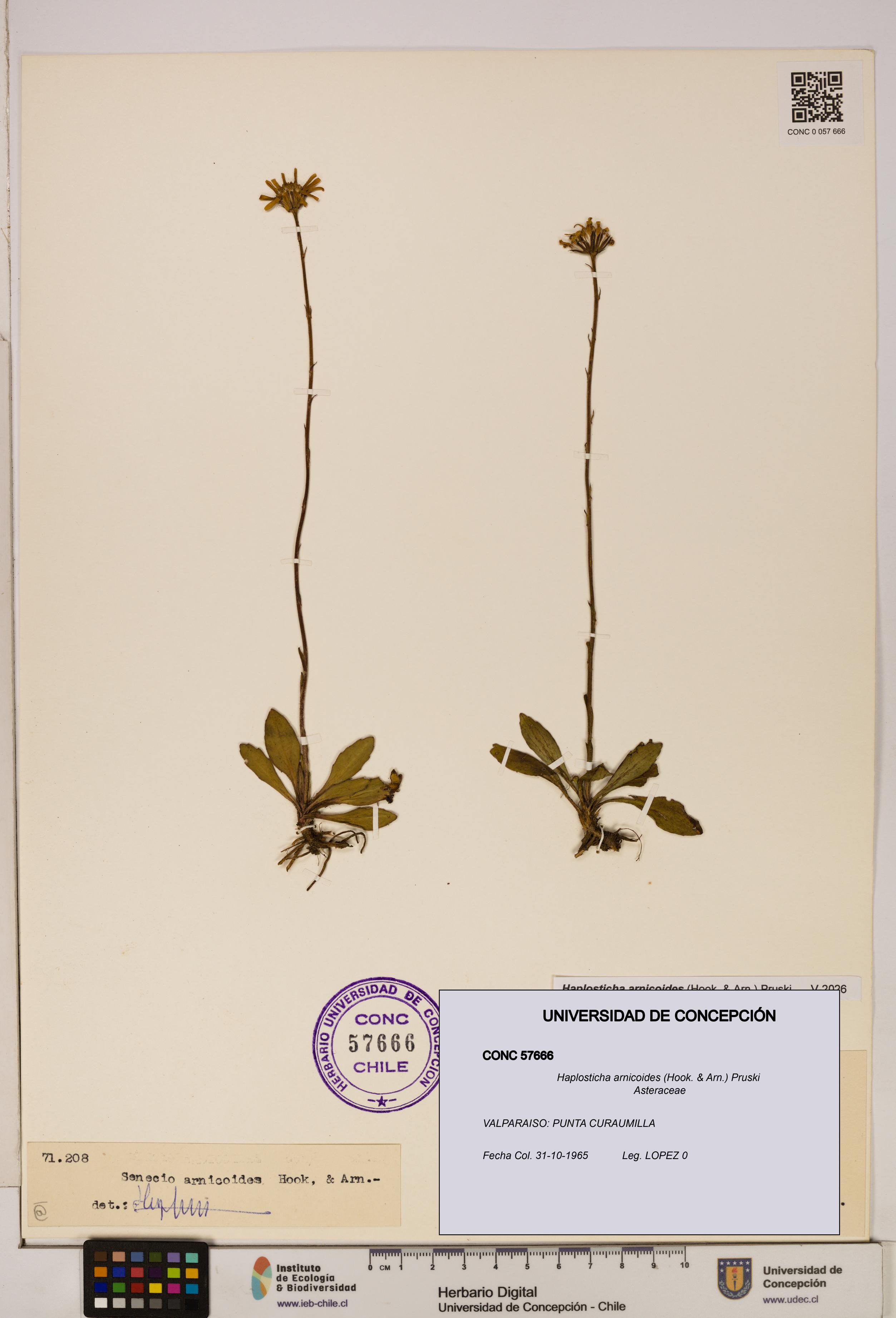 Haplosticha arnicoides [Espécimen: UDEC:CONC:0057666]
