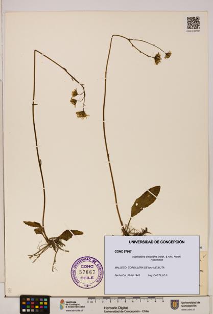 Haplosticha arnicoides [Espécimen: UDEC:CONC:0057667]