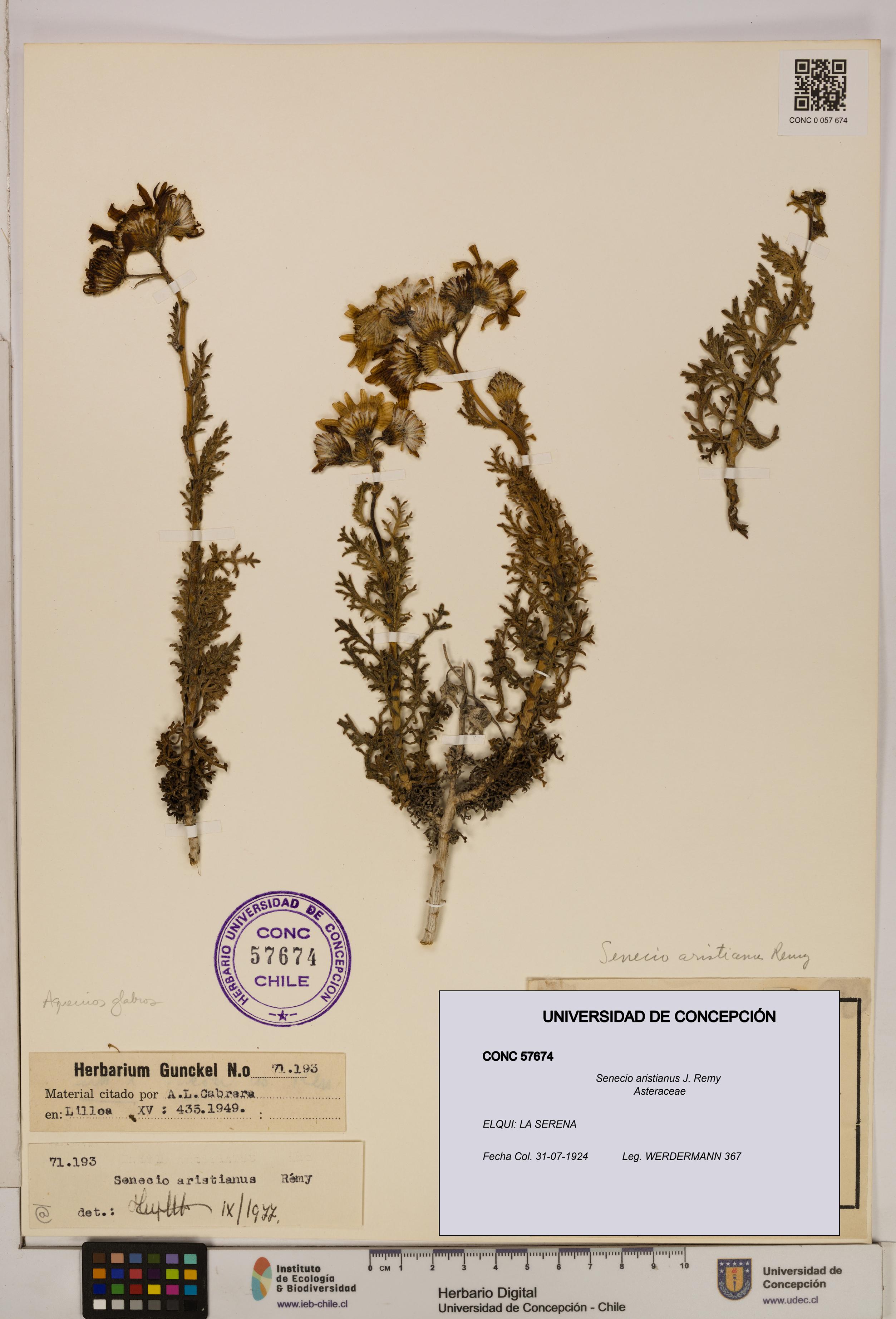 Senecio aristianus [Espécimen: UDEC:CONC:0057674]