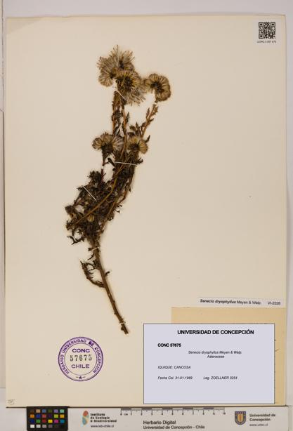Senecio dryophyllus [Espécimen: UDEC:CONC:0057675]