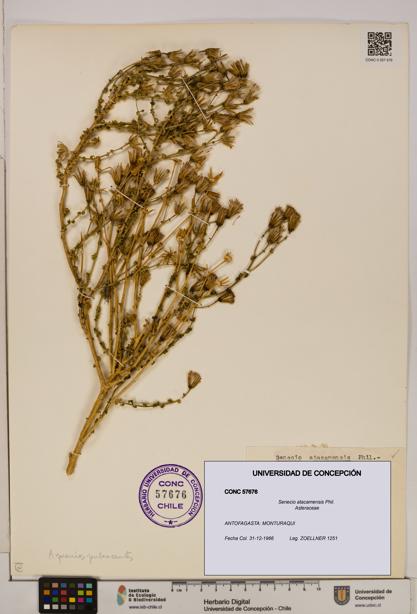 Senecio atacamensis [Espécimen: UDEC:CONC:0057676]