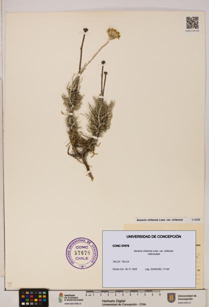 Senecio chilensis var. chilensis [Espécimen: UDEC:CONC:0057678]