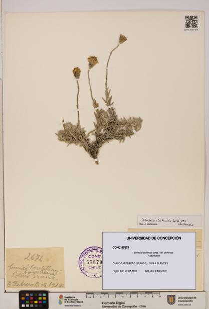Senecio chilensis var. chilensis [Espécimen: UDEC:CONC:0057679]
