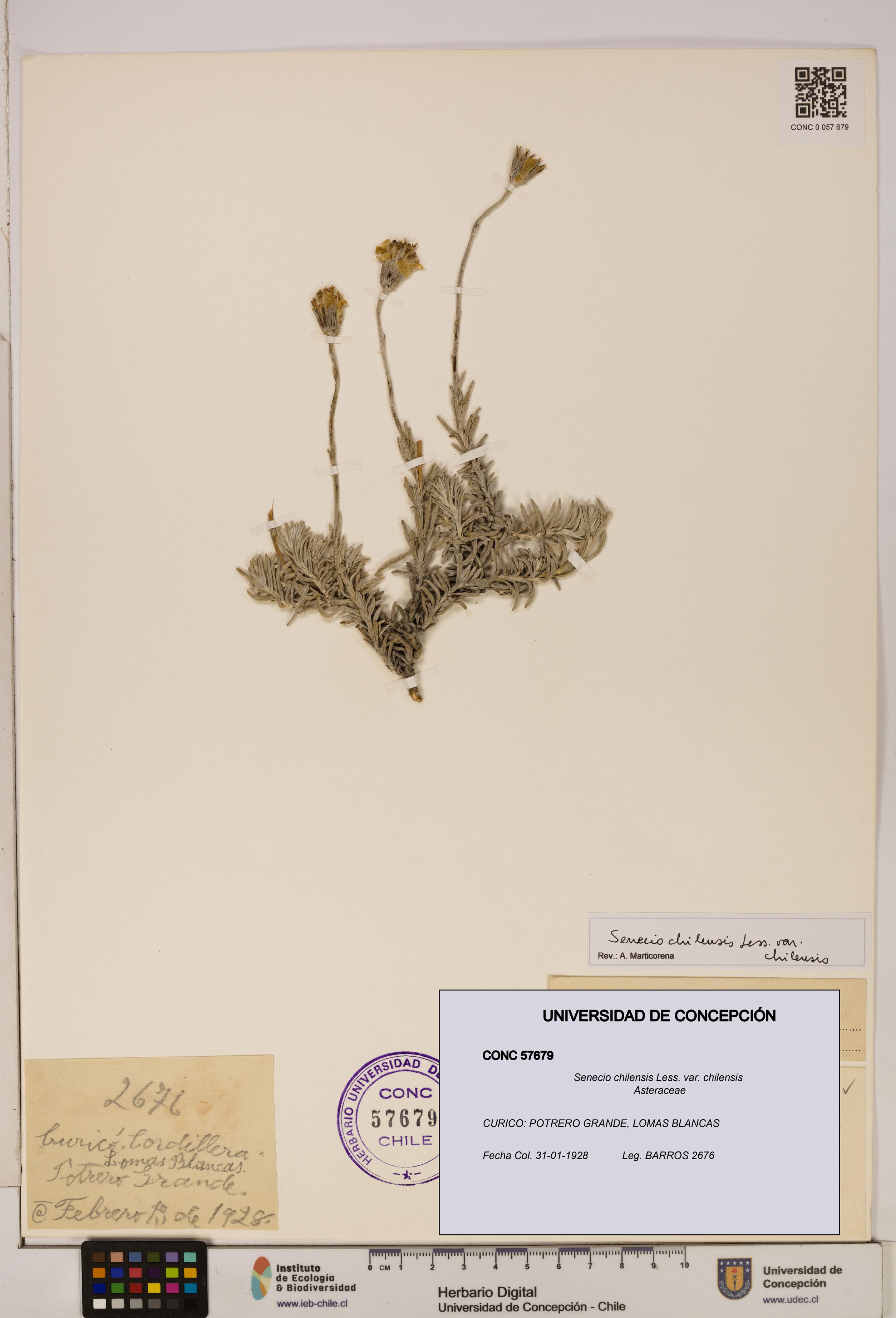 Senecio chilensis var. chilensis [Espécimen: UDEC:CONC:0057679]