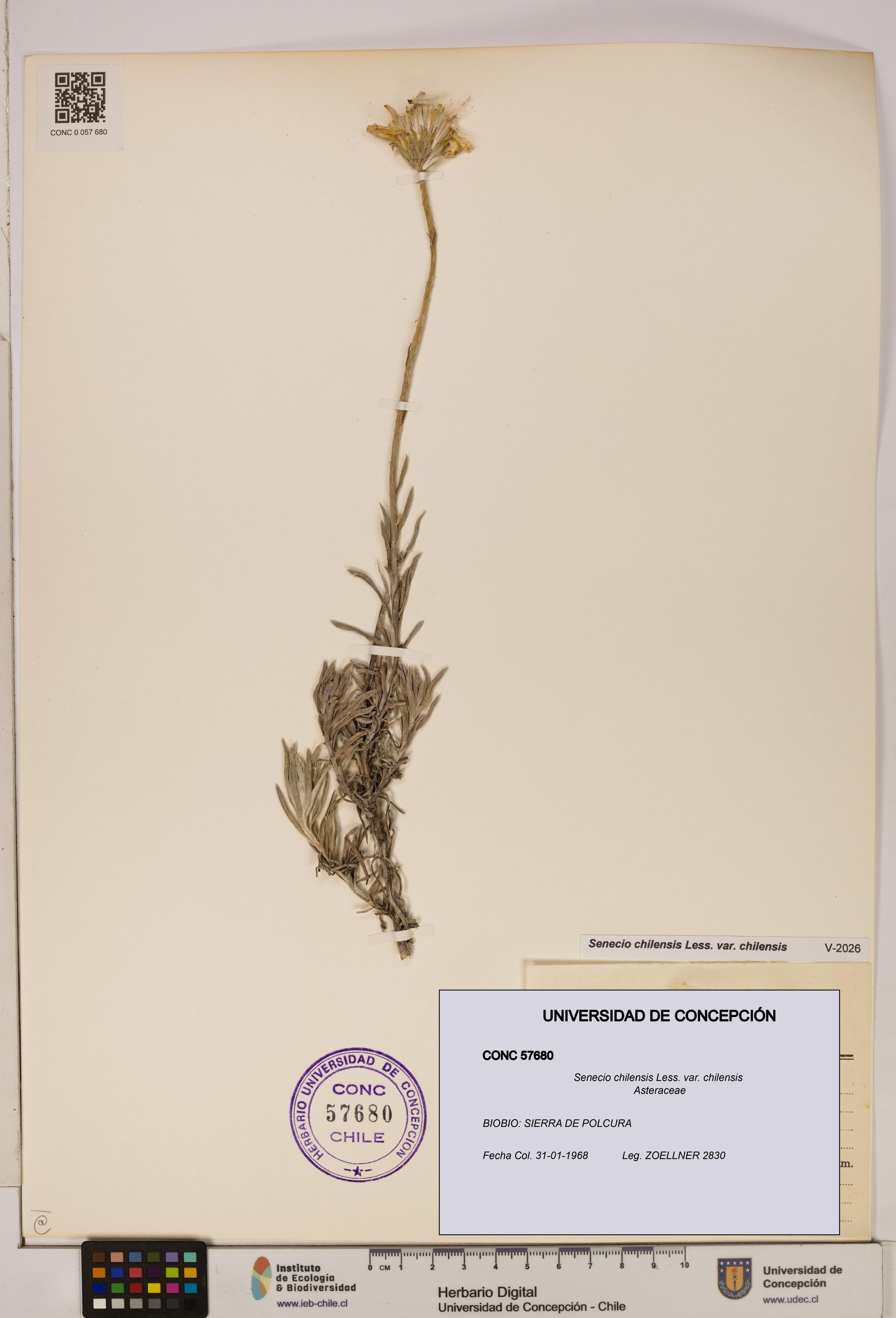 Senecio chilensis var. chilensis [Espécimen: UDEC:CONC:0057680]