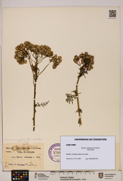 Senecio chillanensis [Espécimen: UDEC:CONC:0057681]