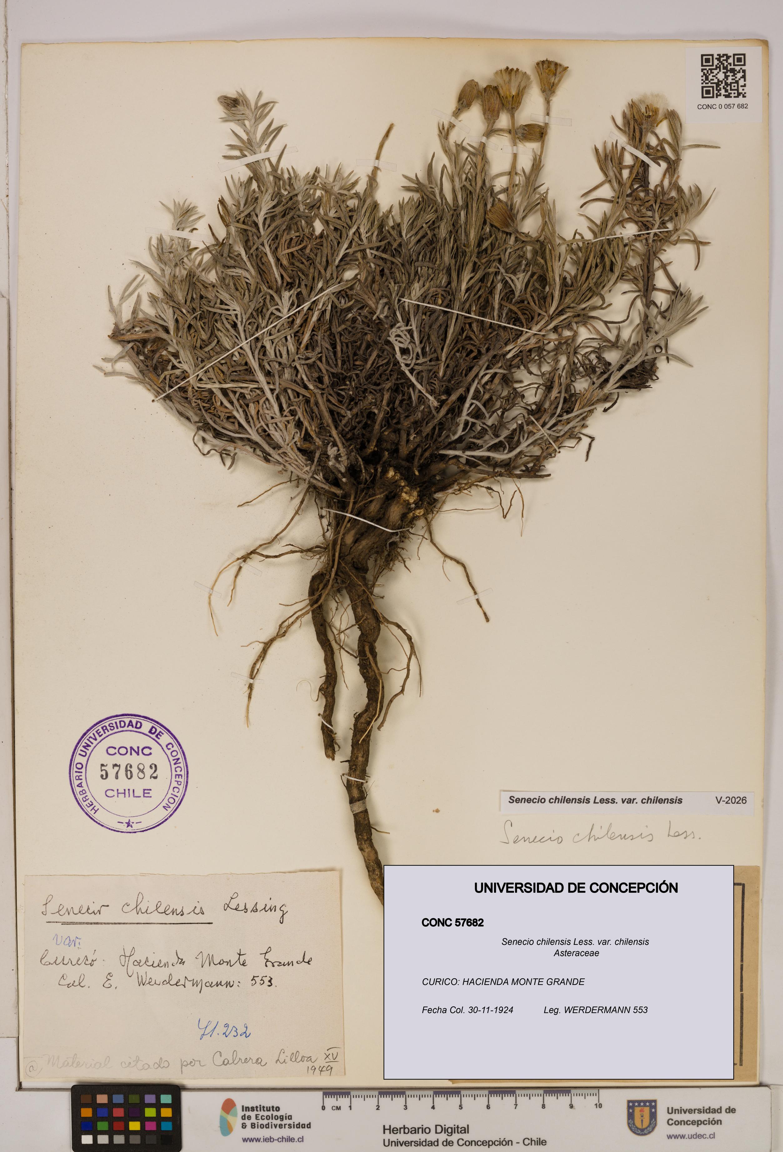 Senecio chilensis var. chilensis [Espécimen: UDEC:CONC:0057682]