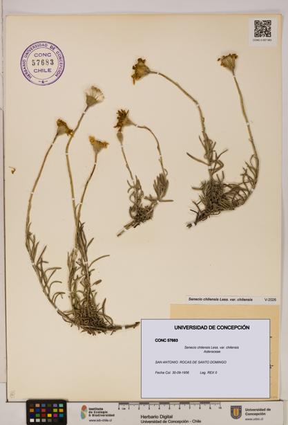 Senecio chilensis var. chilensis [Espécimen: UDEC:CONC:0057683]
