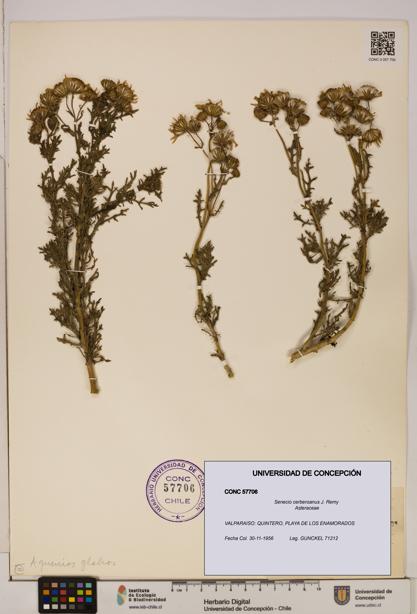Senecio cerberoanus [Espécimen: UDEC:CONC:0057706]