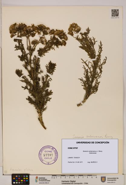 Senecio cerberoanus [Espécimen: UDEC:CONC:0057707]