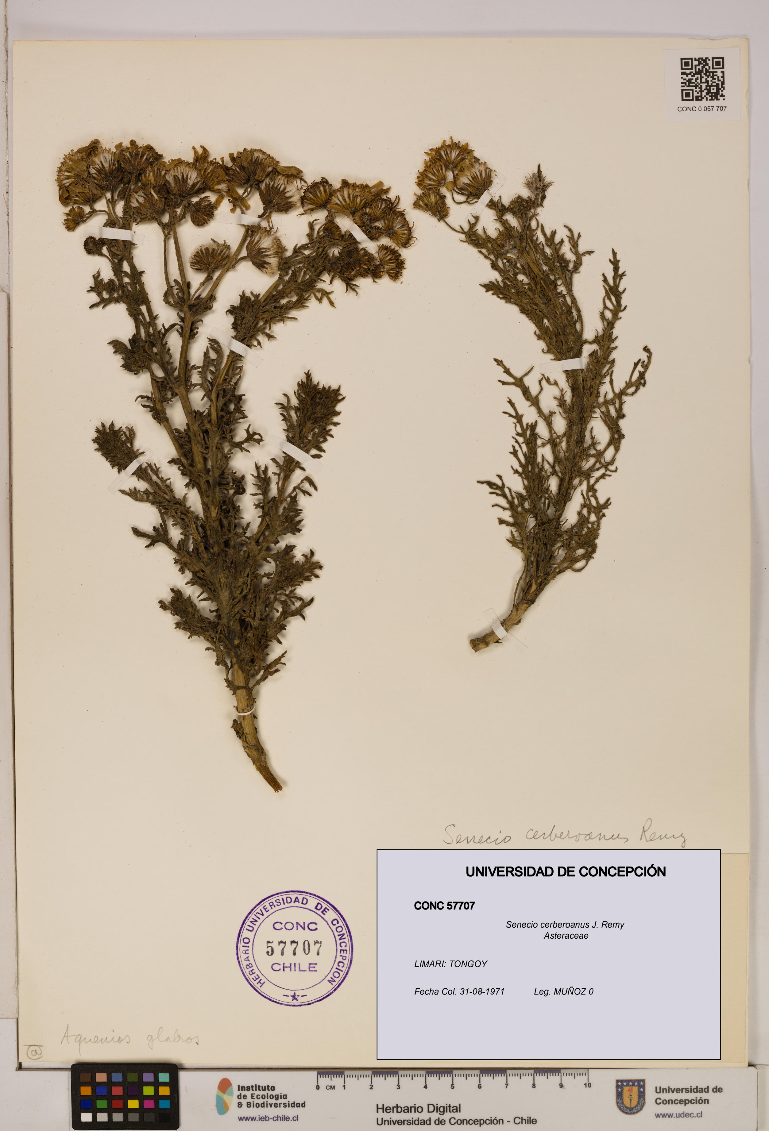 Senecio cerberoanus [Espécimen: UDEC:CONC:0057707]