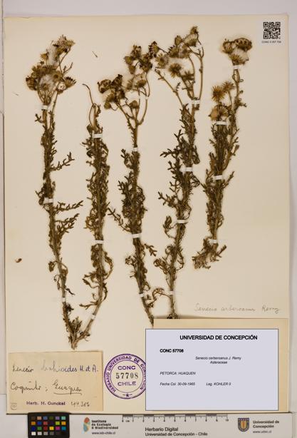 Senecio cerberoanus [Espécimen: UDEC:CONC:0057708]