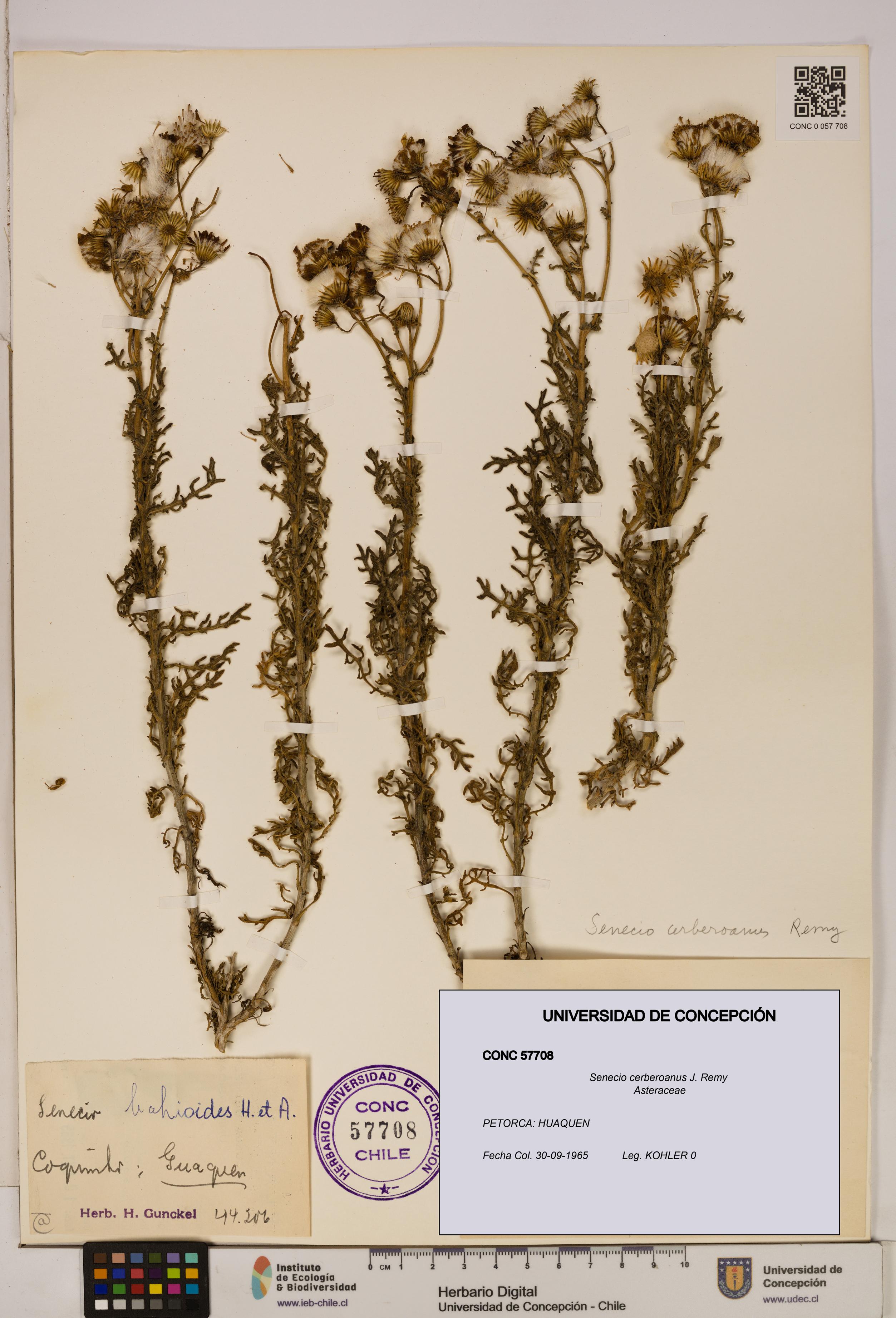Senecio cerberoanus [Espécimen: UDEC:CONC:0057708]