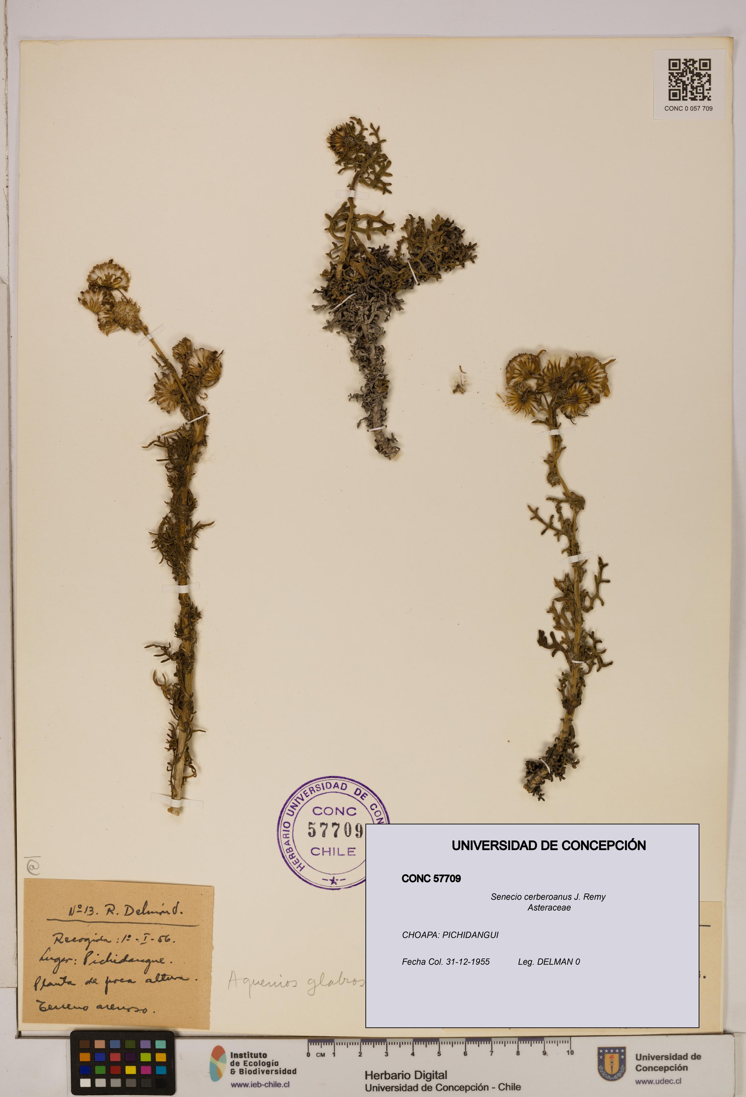 Senecio cerberoanus [Espécimen: UDEC:CONC:0057709]