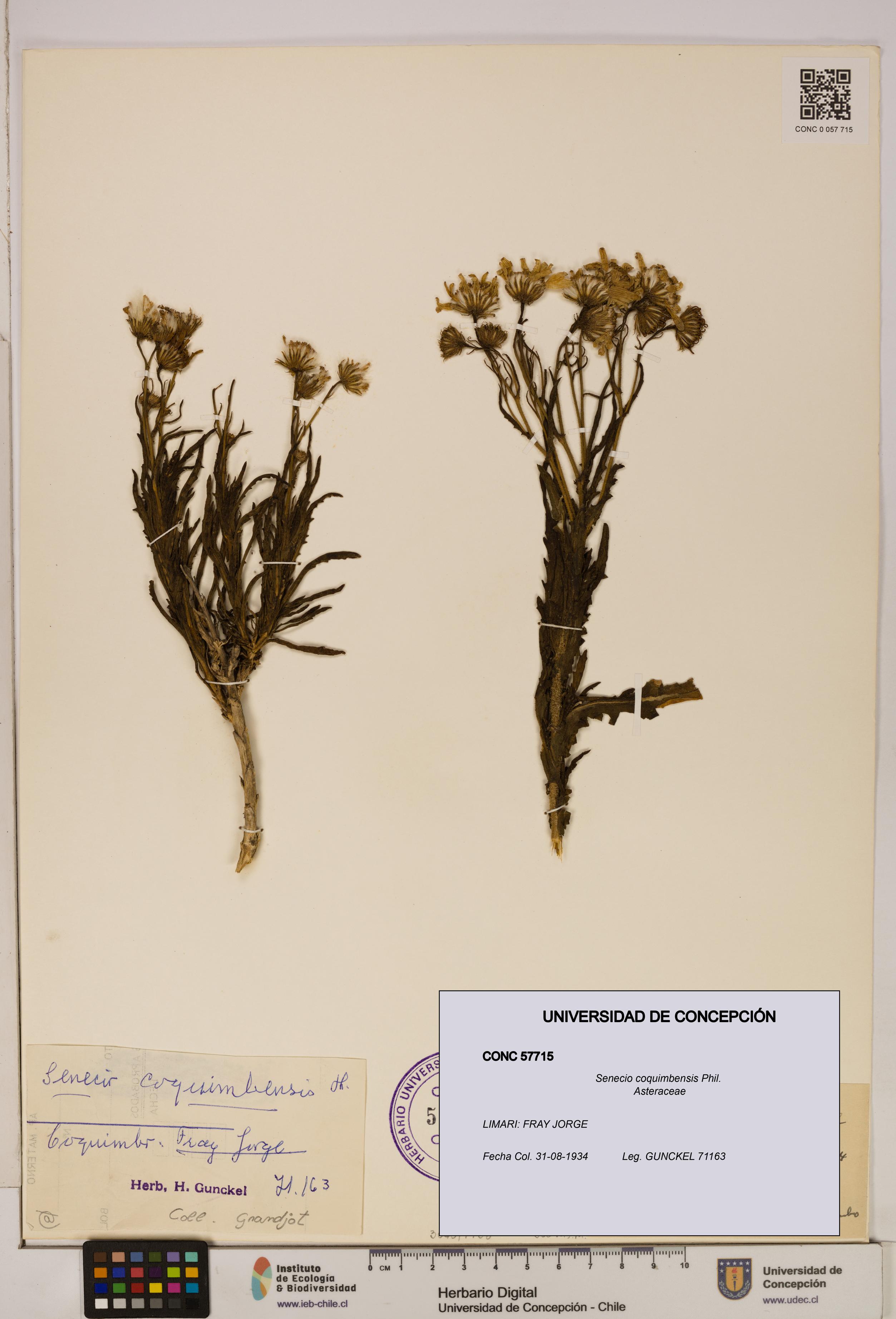 Senecio coquimbensis [Espécimen: UDEC:CONC:0057715]