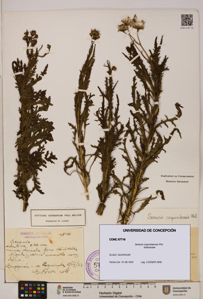 Senecio coquimbensis [Espécimen: UDEC:CONC:0057716]