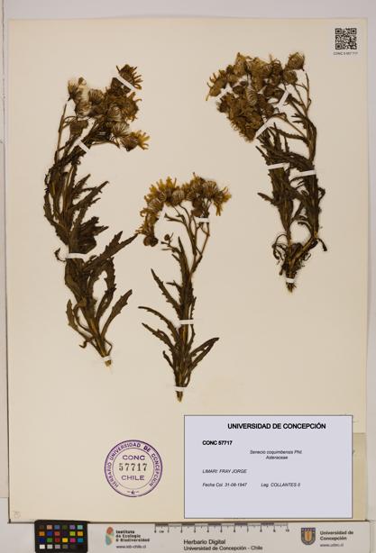 Senecio coquimbensis [Espécimen: UDEC:CONC:0057717]