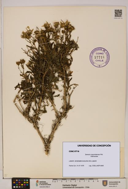 Senecio coquimbensis [Espécimen: UDEC:CONC:0057718]