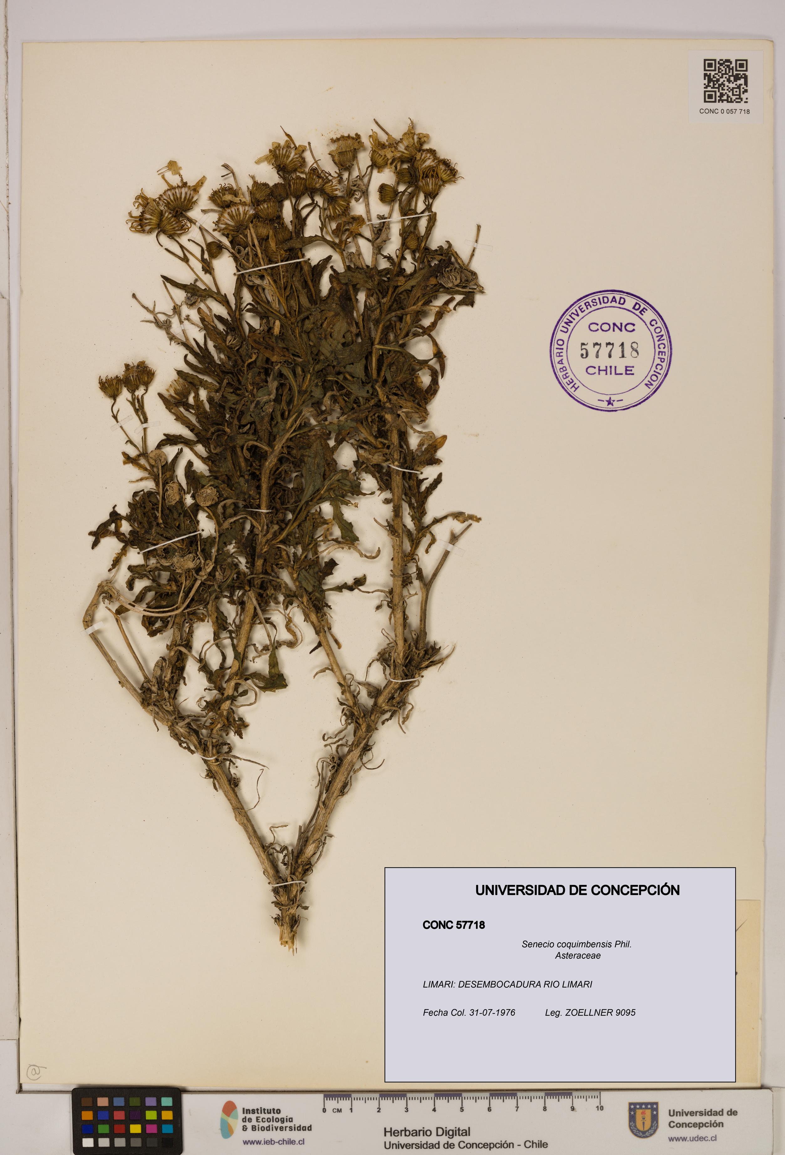 Senecio coquimbensis [Espécimen: UDEC:CONC:0057718]