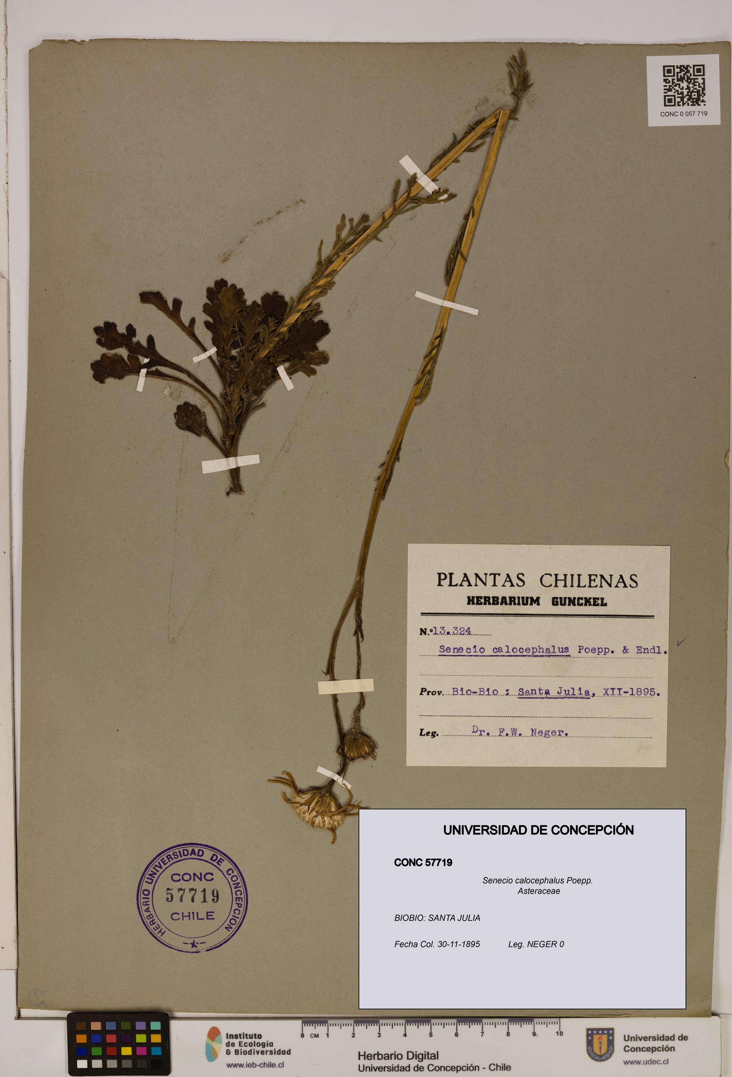 Senecio calocephalus [Espécimen: UDEC:CONC:0057719]