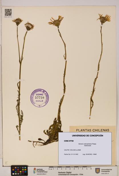 Senecio calocephalus [Espécimen: UDEC:CONC:0057720]