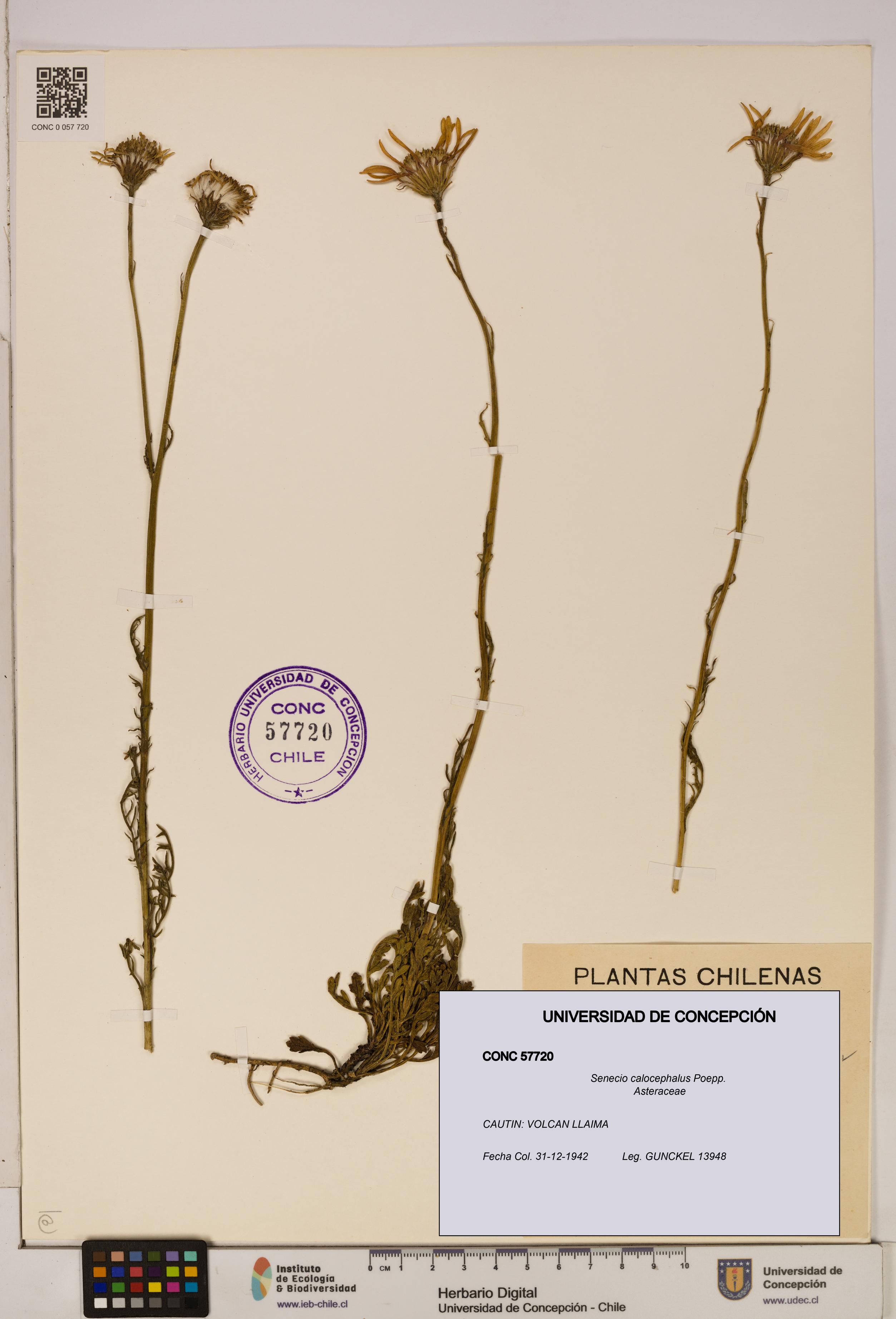 Senecio calocephalus [Espécimen: UDEC:CONC:0057720]