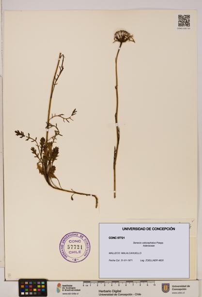 Senecio calocephalus [Espécimen: UDEC:CONC:0057721]