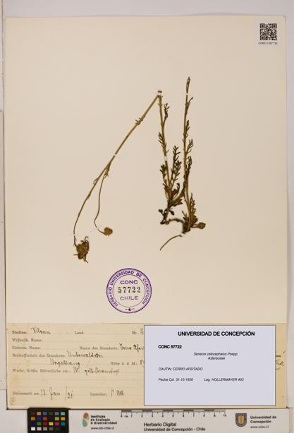 Senecio calocephalus [Espécimen: UDEC:CONC:0057722]