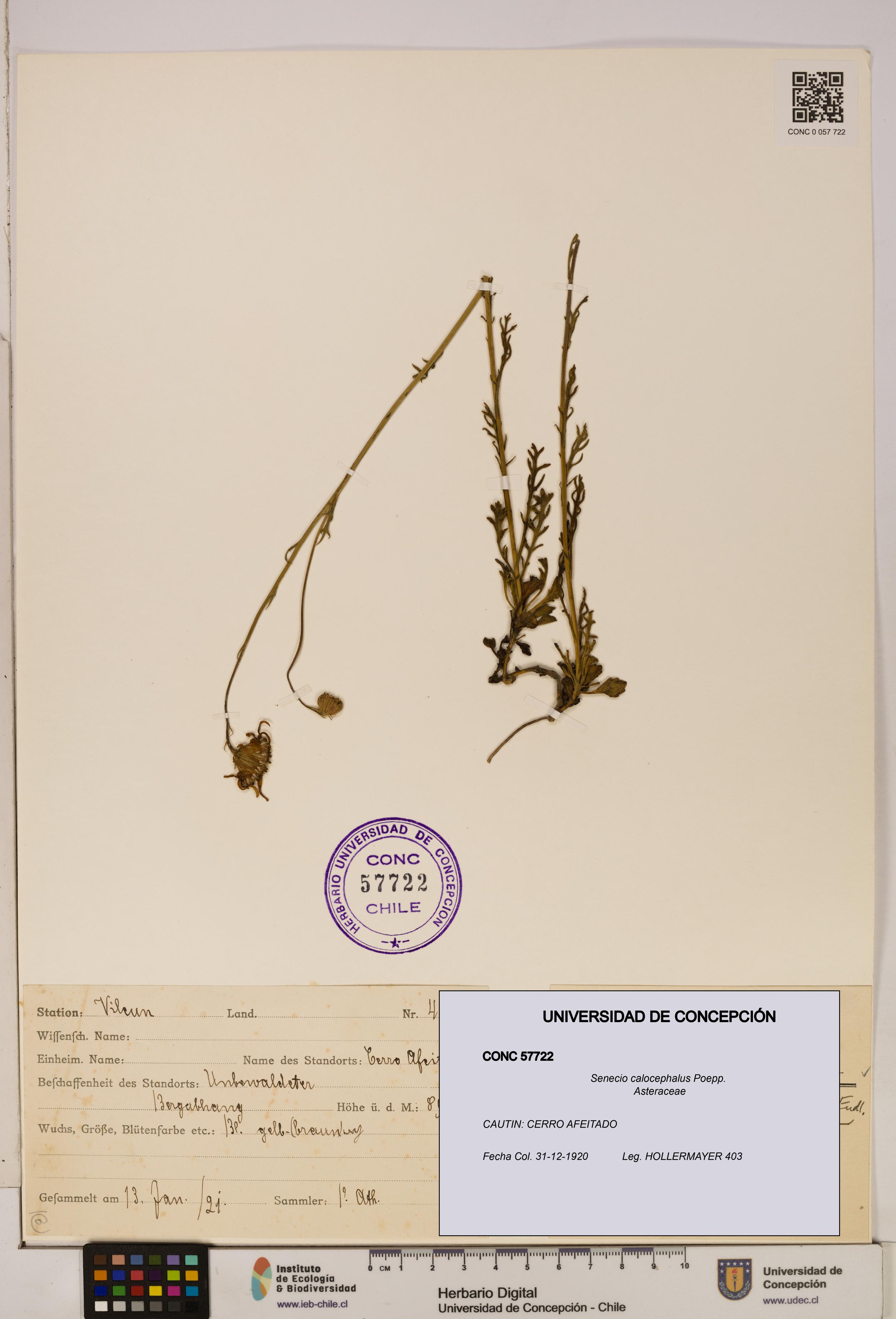 Senecio calocephalus [Espécimen: UDEC:CONC:0057722]