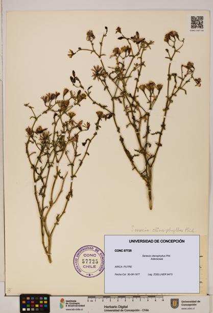 Senecio ctenophyllus [Espécimen: UDEC:CONC:0057725]