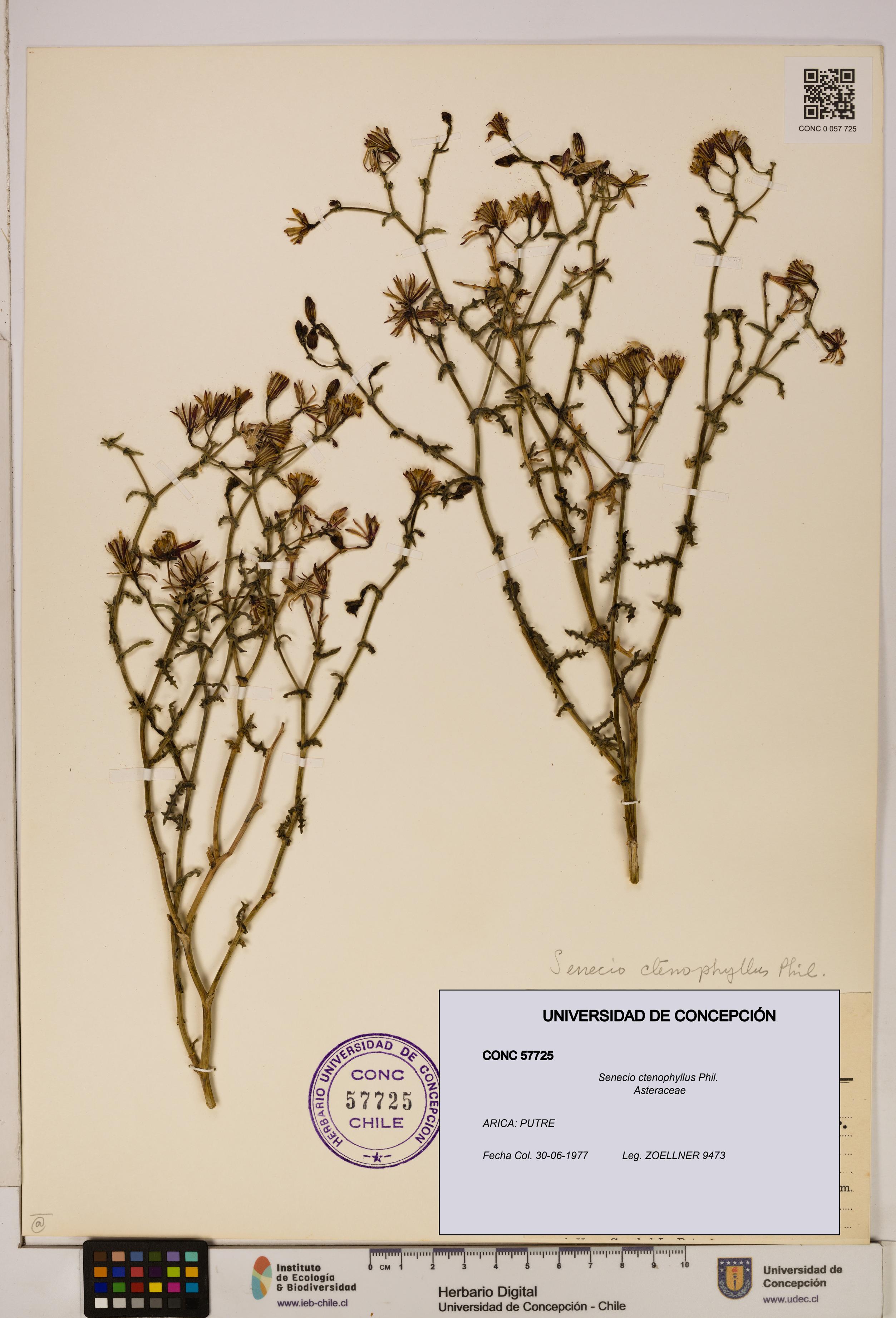 Senecio ctenophyllus [Espécimen: UDEC:CONC:0057725]