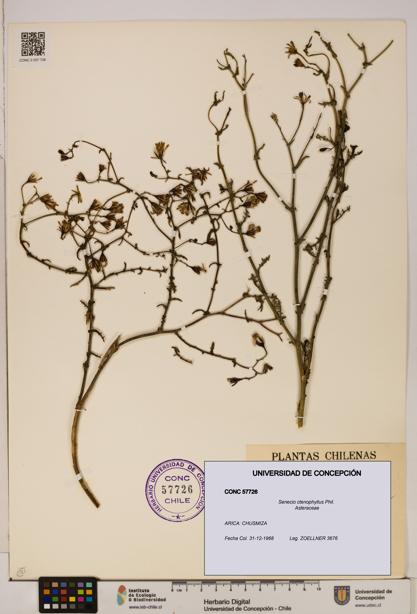 Senecio ctenophyllus [Espécimen: UDEC:CONC:0057726]