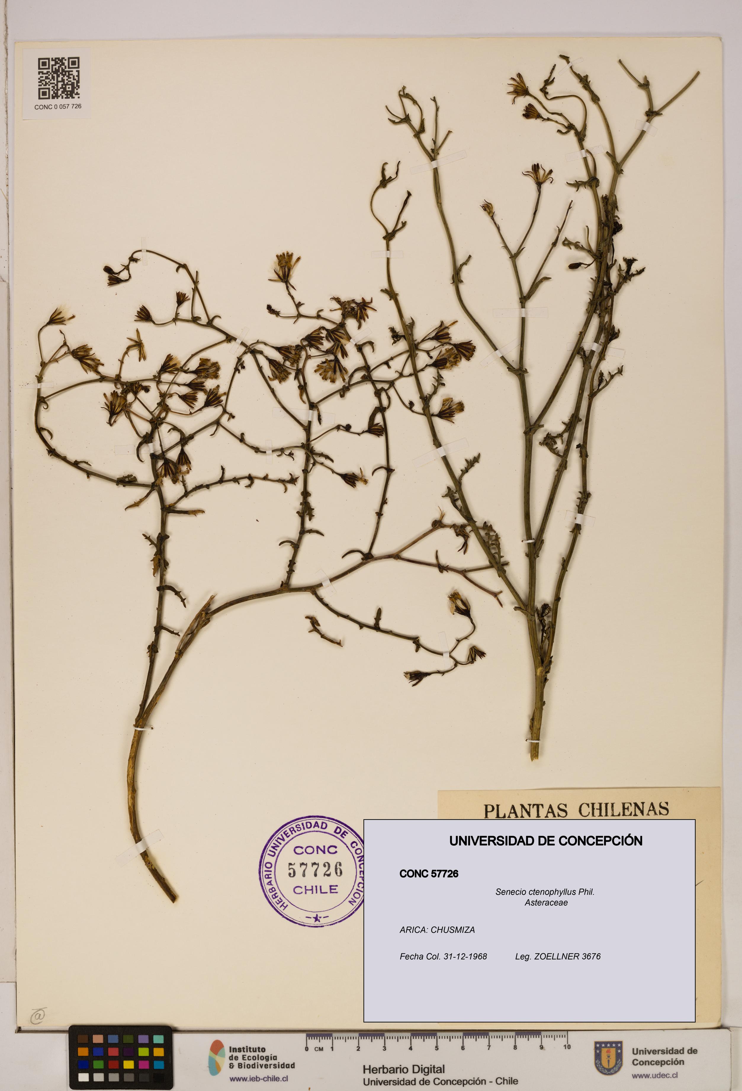 Senecio ctenophyllus [Espécimen: UDEC:CONC:0057726]