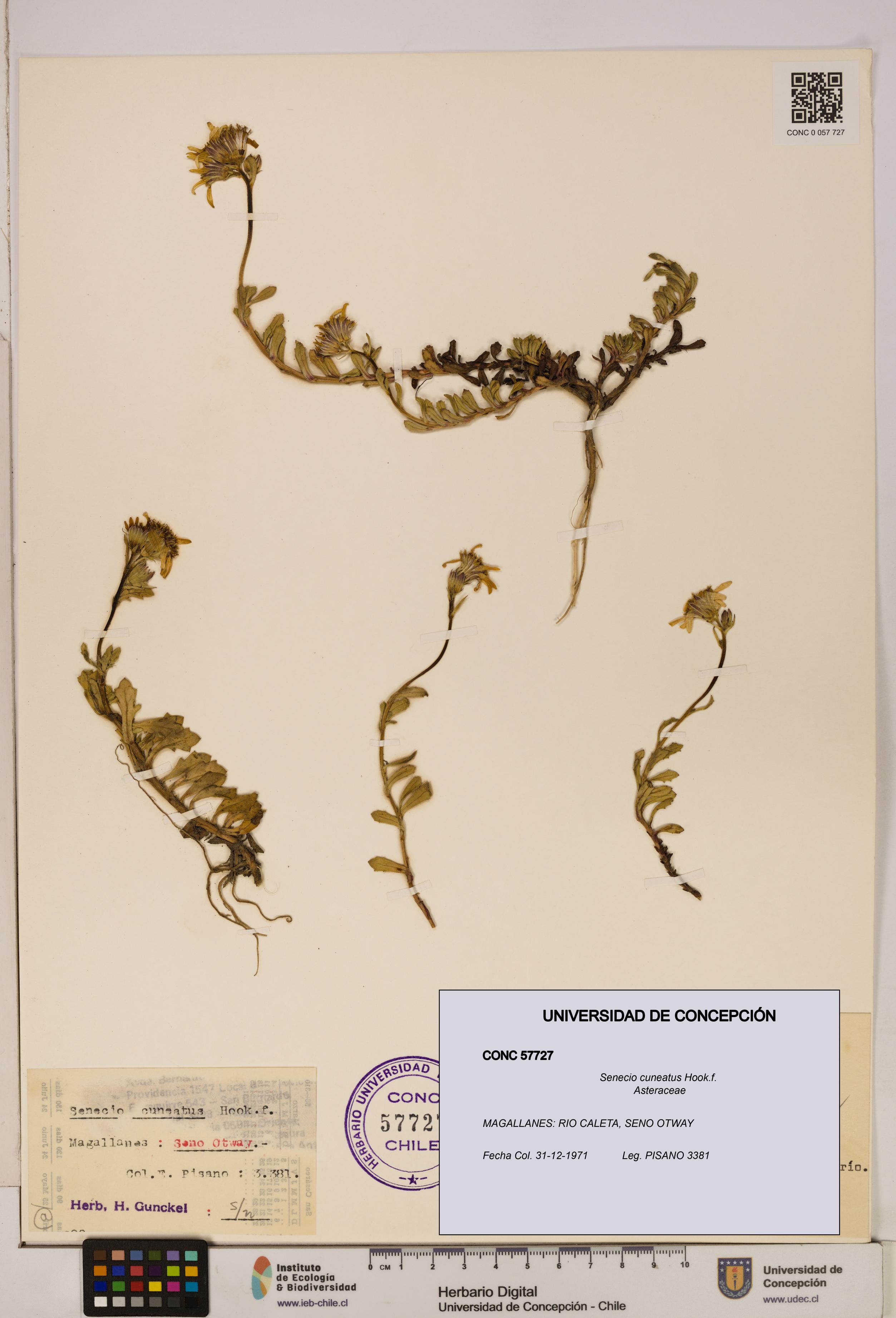 Senecio cuneatus [Espécimen: UDEC:CONC:0057727]