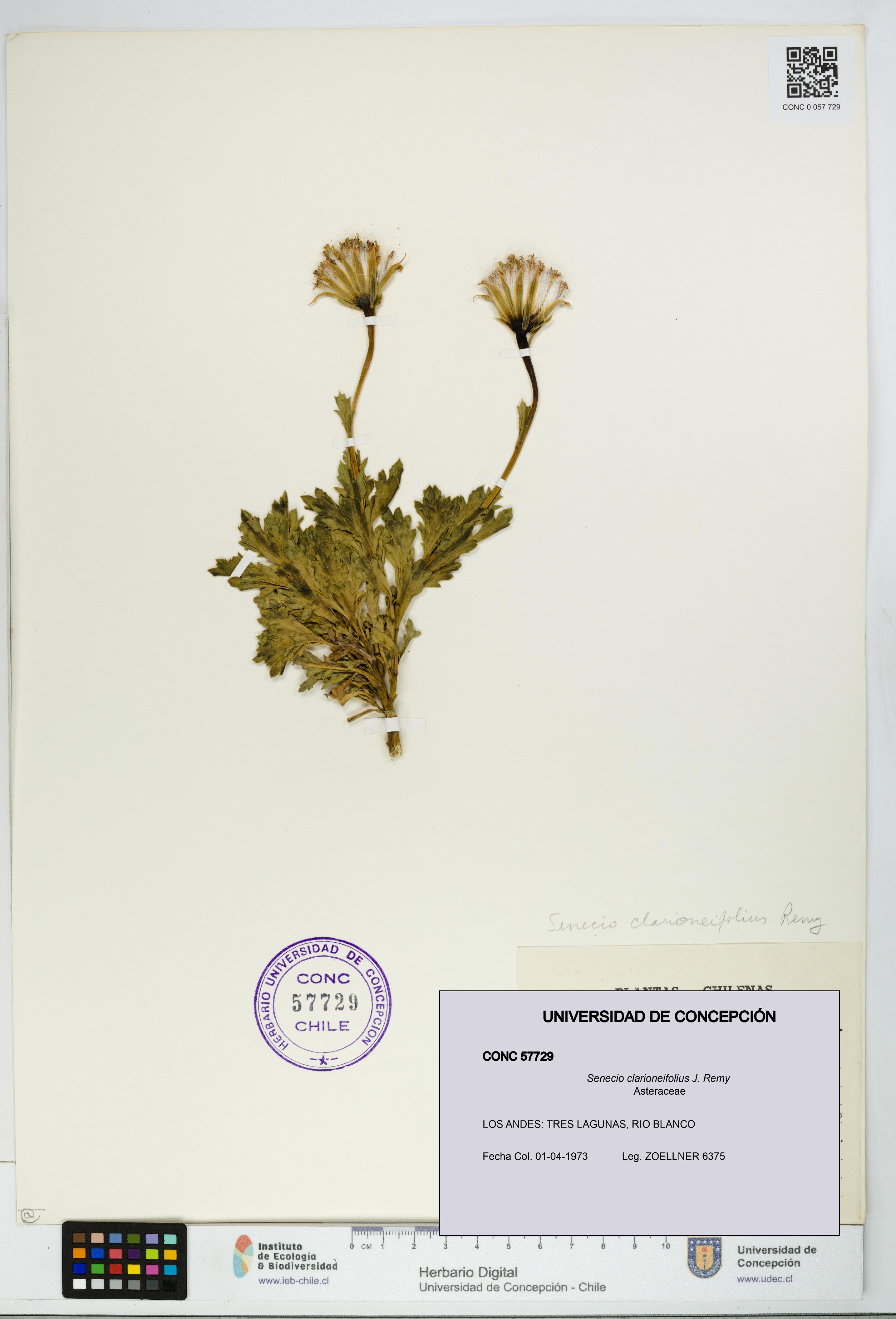 Senecio clarioneifolius [Espécimen: UDEC:CONC:0057729]
