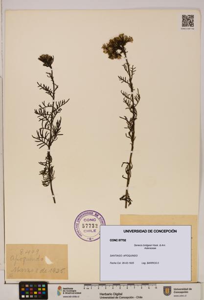 Senecio bridgesii [Espécimen: UDEC:CONC:0057732]