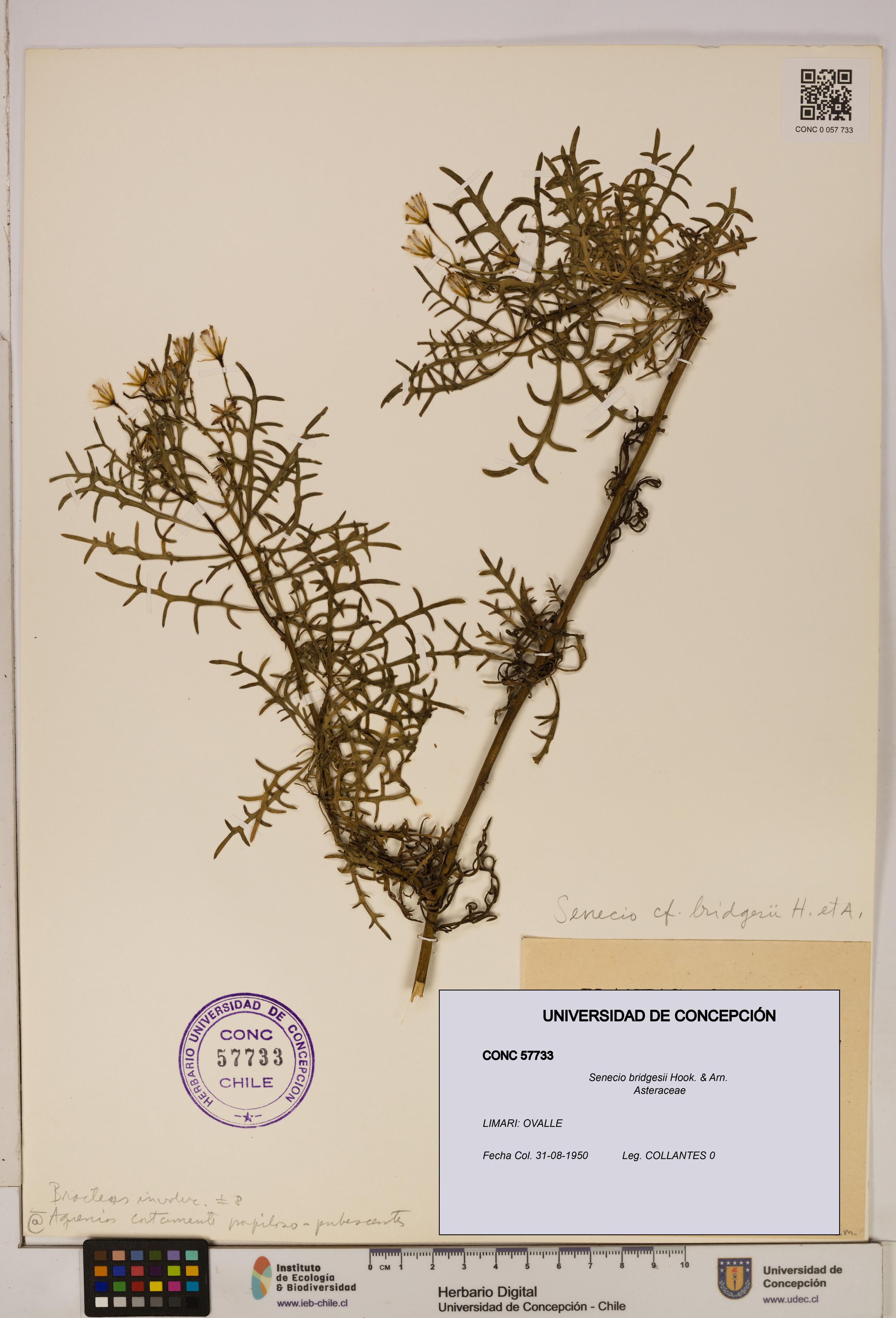 Senecio bridgesii [Espécimen: UDEC:CONC:0057733]