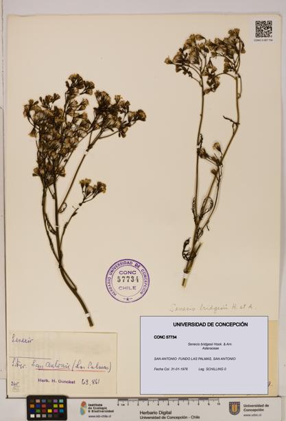 Senecio bridgesii [Espécimen: UDEC:CONC:0057734]