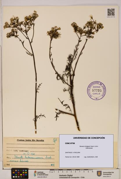 Senecio bridgesii [Espécimen: UDEC:CONC:0057735]