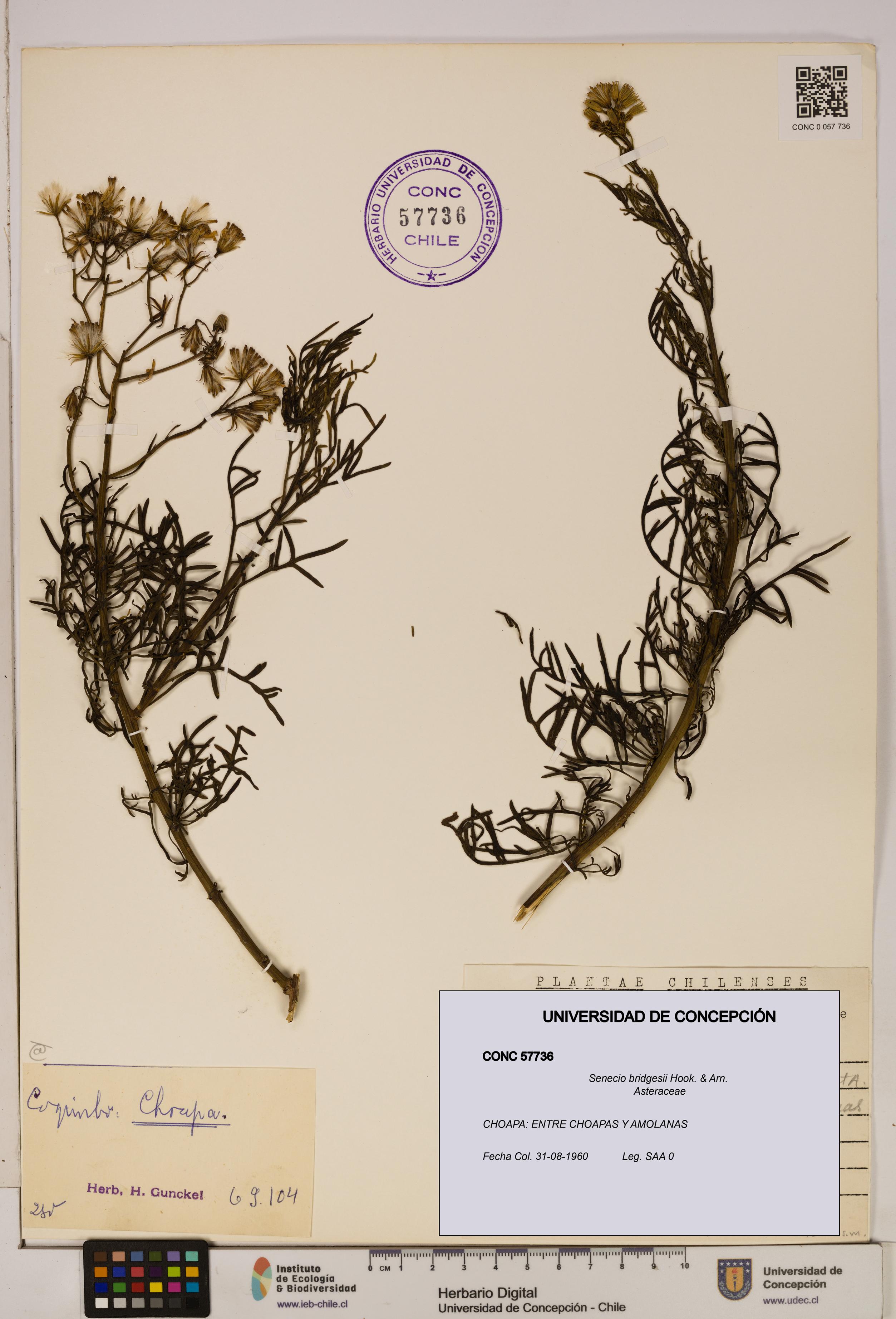 Senecio bridgesii [Espécimen: UDEC:CONC:0057736]
