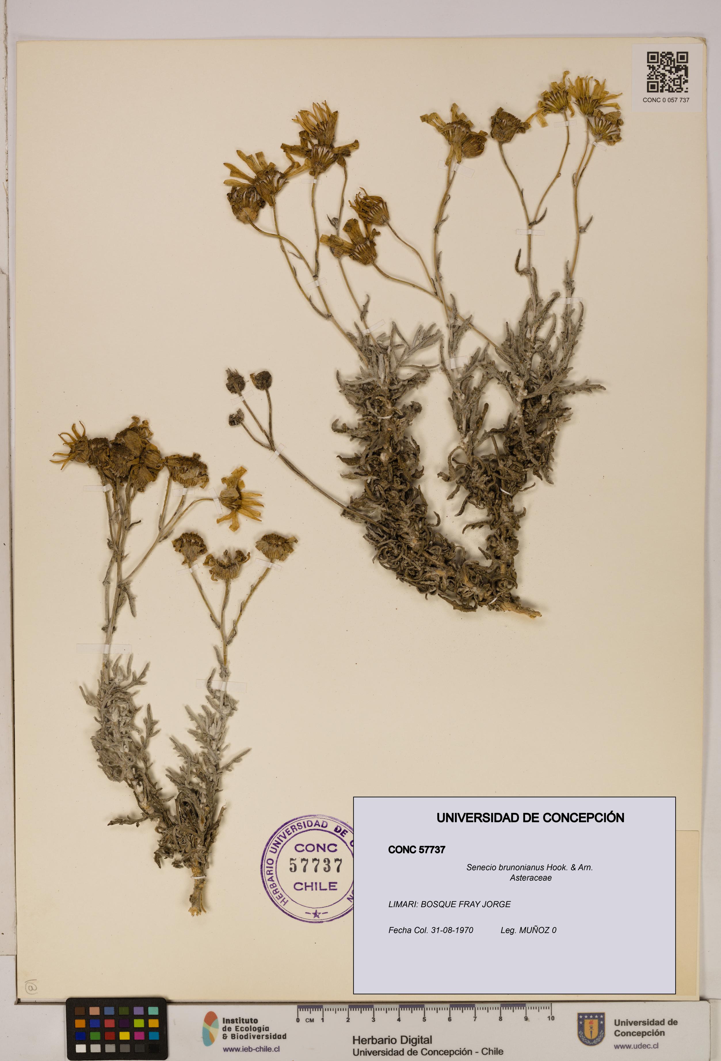Senecio brunonianus [Espécimen: UDEC:CONC:0057737]