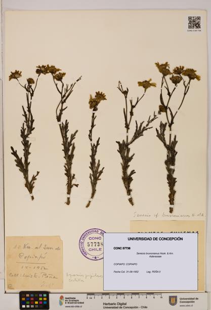 Senecio brunonianus [Espécimen: UDEC:CONC:0057738]