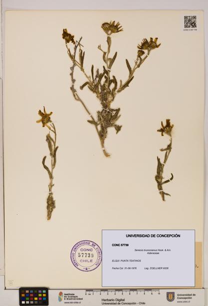 Senecio brunonianus [Espécimen: UDEC:CONC:0057739]