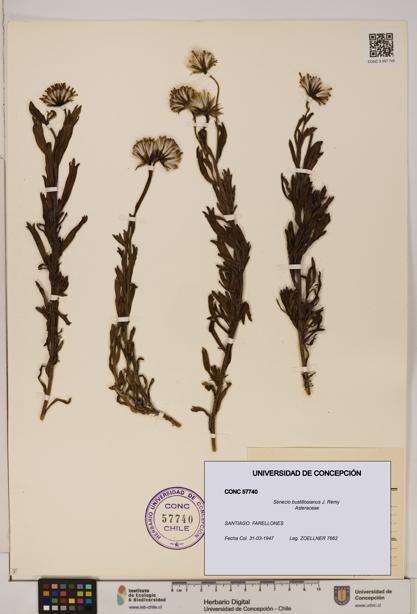 Senecio bustillosianus [Espécimen: UDEC:CONC:0057740]