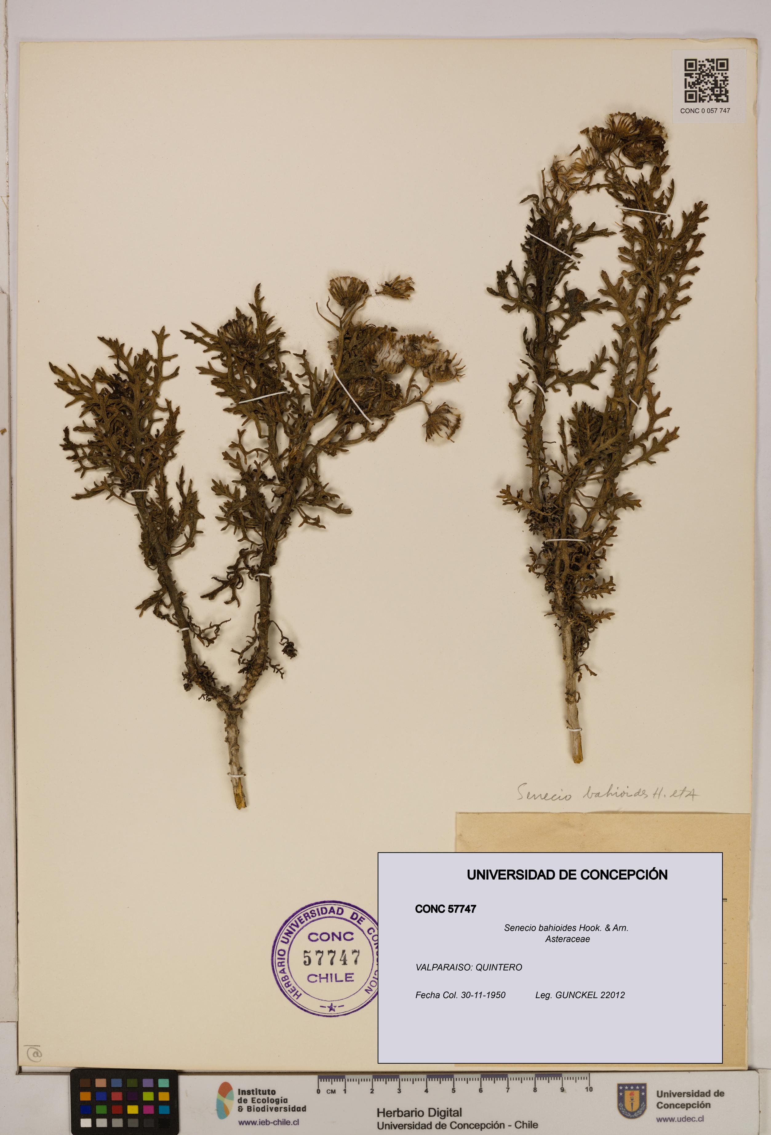 Senecio bahioides [Espécimen: UDEC:CONC:0057747]