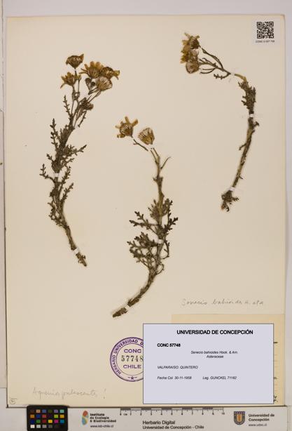 Senecio bahioides [Espécimen: UDEC:CONC:0057748]